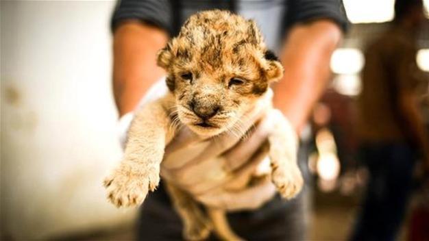 Turkish man caught smuggling baby lion cub from Ukraine