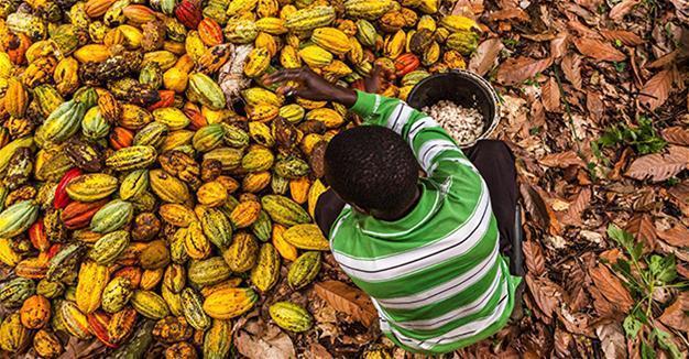 Congolese cocoa waits for peace to pursue sweet future