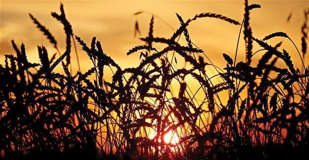 Turkey suspends import of grain from Russia