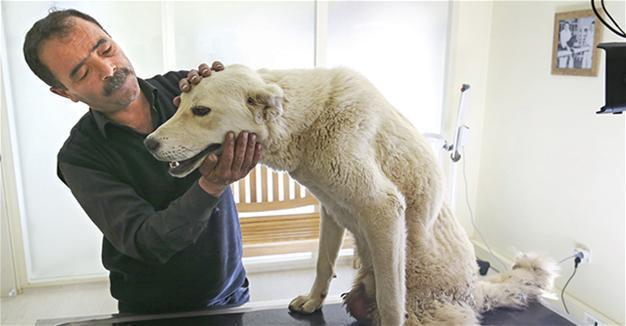 Paralyzed dog getting help from animal lovers