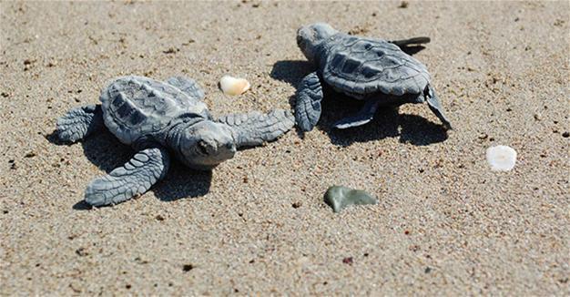 Almost 91,250 baby caretta carettas reached sea in 2016: Ministry
