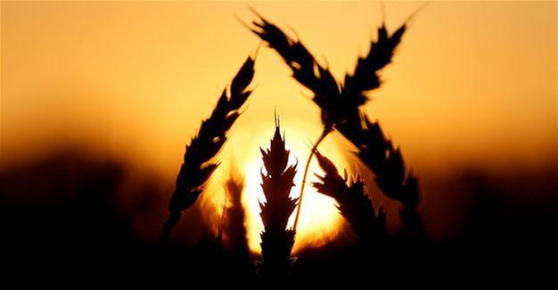 Russia ‘to keep all restrictions in place as long as Turkish duties on grain remain’