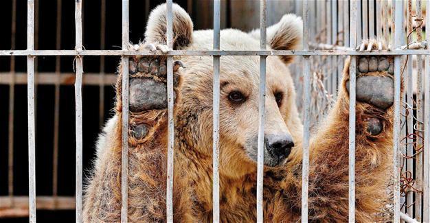 Mosul zoo lion and bear flown out of Iraq
