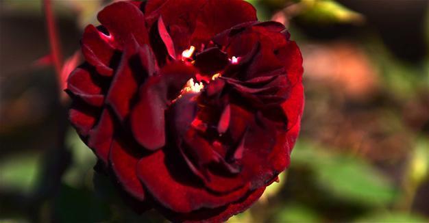 Halfeti rose scents the world with perfume
