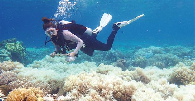 Vinegar offers hope in Barrier Reef starfish battle