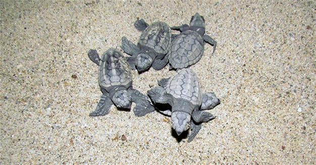 Caretta carettas start spawning on Turkey’s İztuzu beach