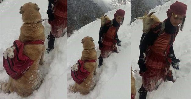Shepherd girl and her dog rescue new-born goat and its mother in Turkey’s Rize