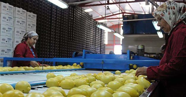 Most employees working very long hours in Turkey