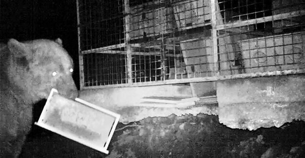 Trabzon the site of epic Man vs Bear battle