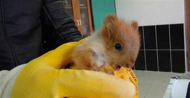 Baby red squirrel found in Turkey’s east