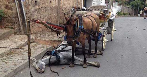Use with carriages shortening horses’ life expectancy by 90 percent: Report