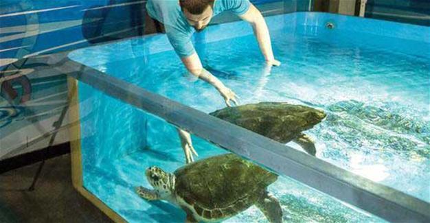 Wounded caretta caretta recovers after second surgery in Turkey’s Istanbul