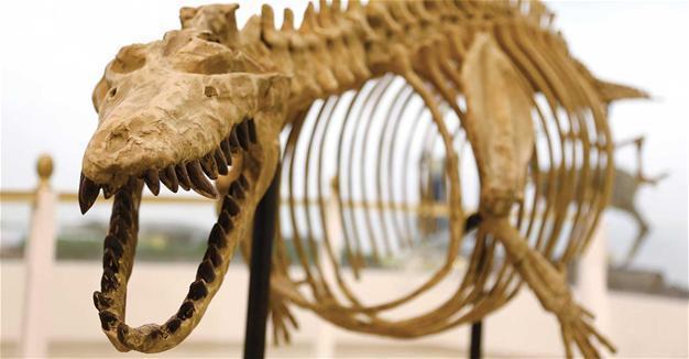 Extinct animals to be featured at Gaziantep museum