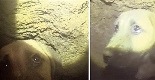 Efforts to rescue puppy stuck in Istanbul well continue on 9th day