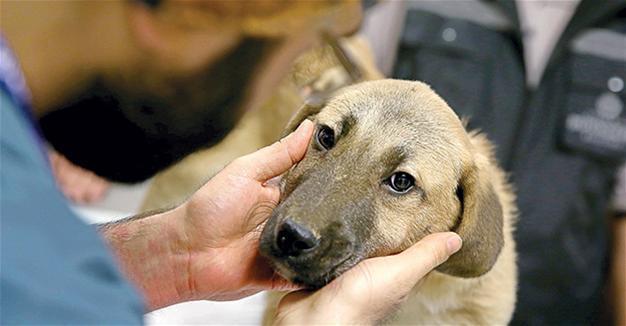 Puppy stuck in well rescued after 10 days in Istanbul