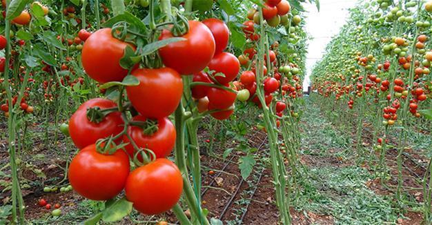 Iraq bans tomato imports from Turkey after Russia