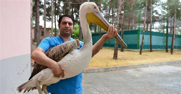 Pelican released into lake
