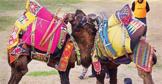 Camel culture to live on in book