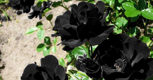 Halfeti’s black rose to grow in greenhouse