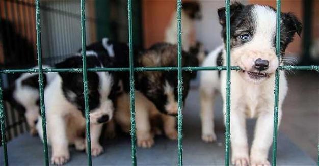Hunger strike for animals continues