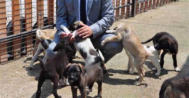 39 pitbulls undergo rehab after being seized in operations in Turkey’s Manisa