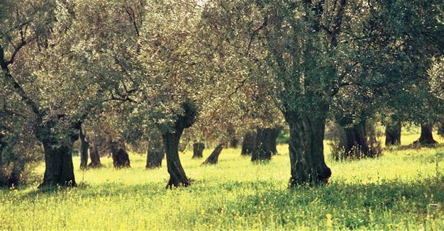 Producers lobby in Ankara bid to halt controversial draft law on olive groves