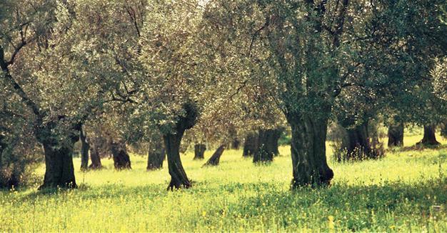 Commission omits controversial article on olive groves from draft law