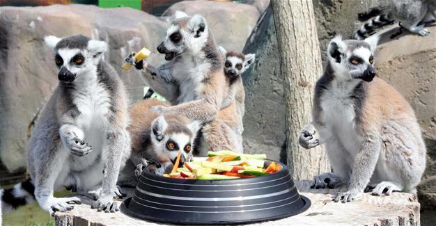 Team prepares special meals for municipal zoo animals in Eskişehir