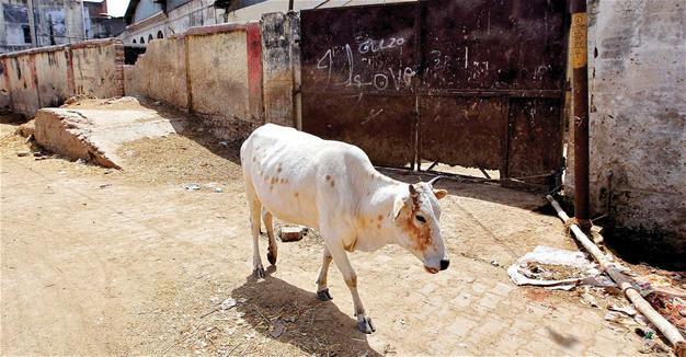 Killing people over cows ‘not acceptable’, says India’s Modi