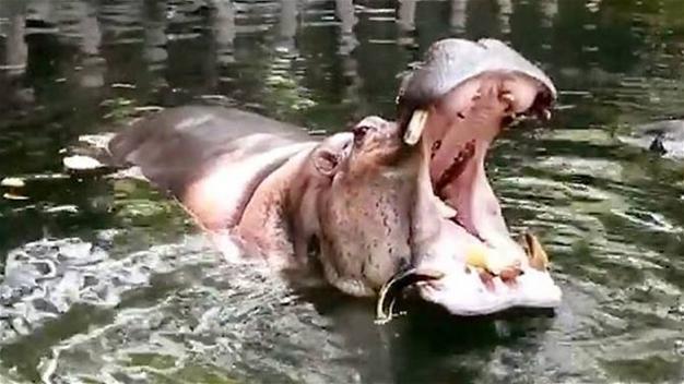 World’s ‘oldest’ hippo dies at Philippine zoo