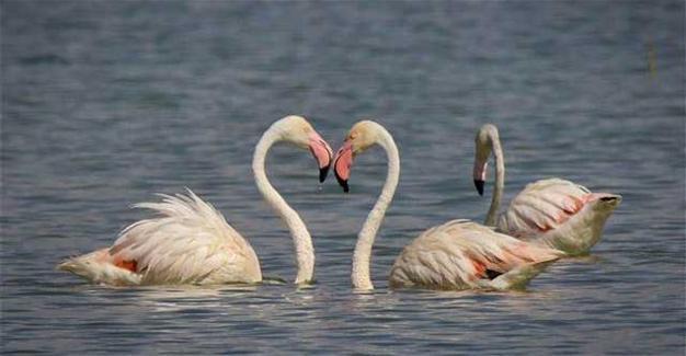 Road construction plans over flamingo sanctuary in Turkey’s west stir debate
