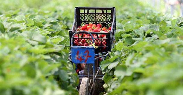 Strawberry producers in Silifke aim to boost exports amid Russia difficulties