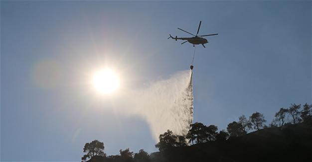 50 decares of olive grove destroyed by fire in Turkey’s Aydın