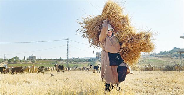Wandering wheat