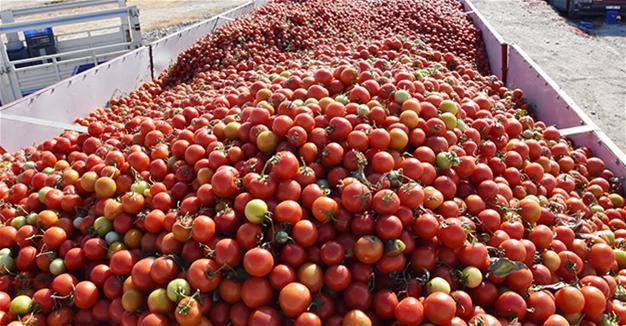 Tomatoes become game-changer in Turkey’s easing inflation rate