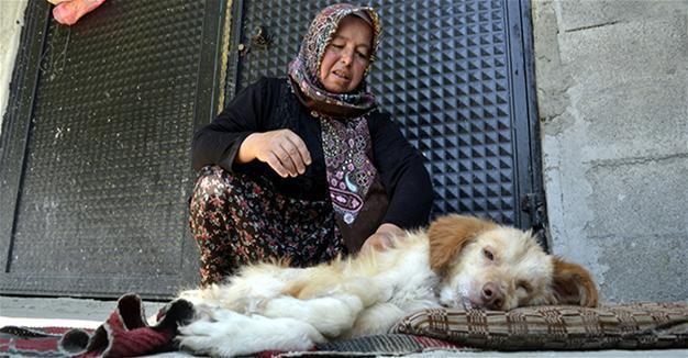 Woman succeeds to make her paralyzed dog move after intensive efforts in Turkey’s Zonguldak