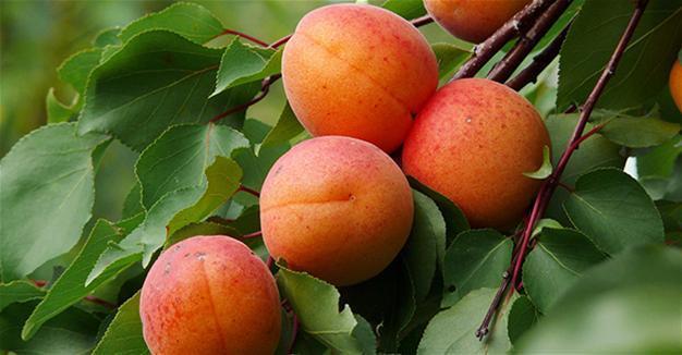 Turkey’s Malatya apricots get coveted EU geographical brand