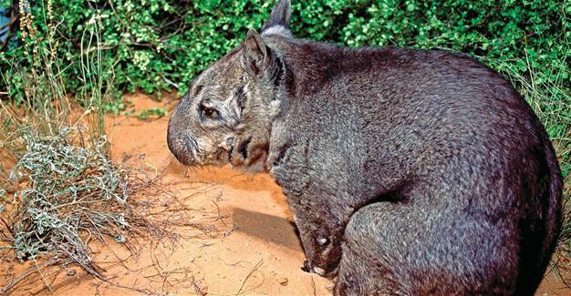 Rare birth of endangered hairy-nosed wombat in Australia