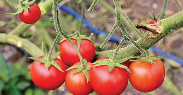 Russia could discuss Turkish proposal to ease tomato ban: Minister