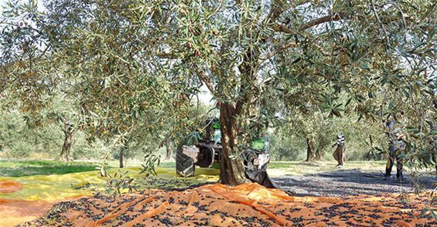 Board established to oversee Turkey’s olive groves amid opposition criticism