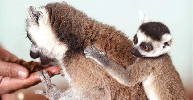 Gaziantep Zoo welcomes new babies