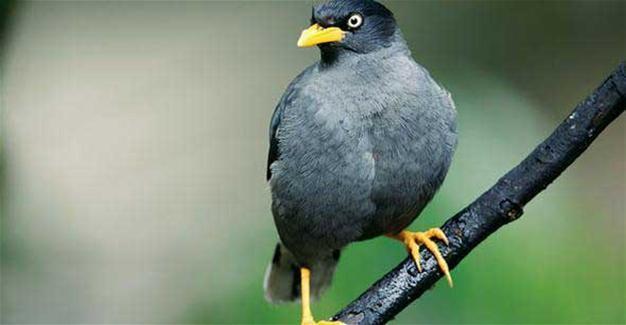 Smuggled animals seized in raid in Istanbul