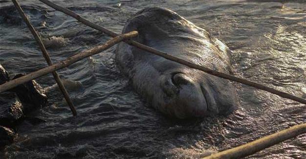 12 meter-long white whale washes ashore in Hatay