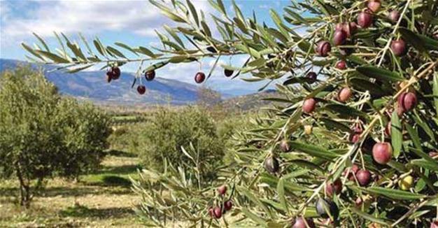 Mayor claims withdrawal of olive grove draft ‘to block $25 bln port investment in Aegean district’