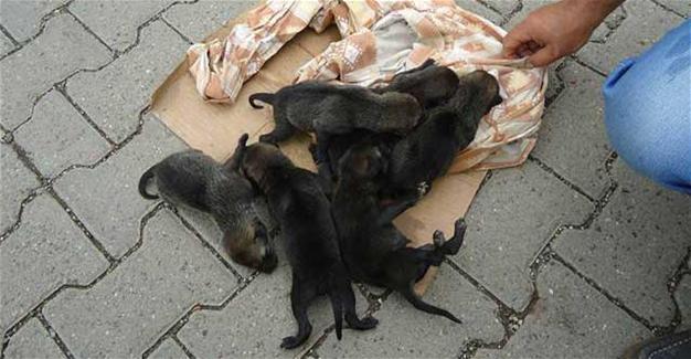 Abandoned wolf pups found in forested area in Turkey’s Diyarbakır