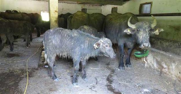 Unidentified suspects shoot 7 water buffalos dead, steal bodies in Istanbul