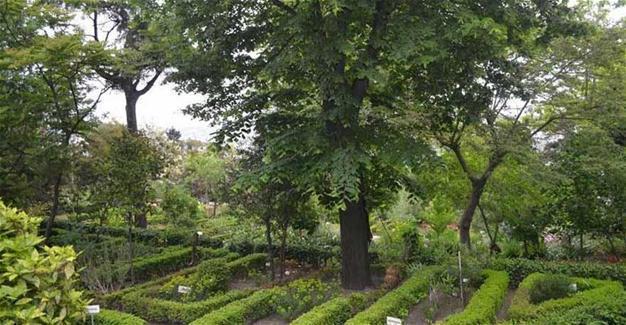 Allocation of botanical garden to top religious body stirs debate
