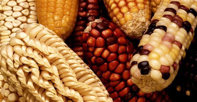 Turkish biosecurity council allows use of genetically modified soybeans, corn as animal food