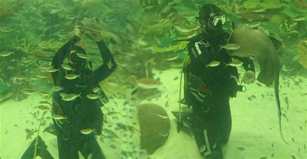 Aquarist bitten by thornback ray dismissed from job in Istanbul