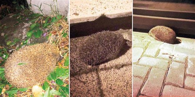Istanbul’s hedgehog population booming as a result of construction projects: Experts